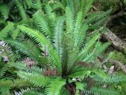 Blechnum durum. Mature plant showing a rosette of fleshy, sterile fronds and a central cluster of shorter, erect, fertile fronds.
 Image: L.R. Perrie © Te Papa CC BY-NC 3.0 NZ